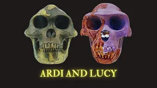 Human Evolution Challenges: Ardi And Lucy (Australopithecus And Ardipithecus)