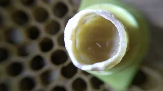 прививка пчелиных личинок для вывода маток