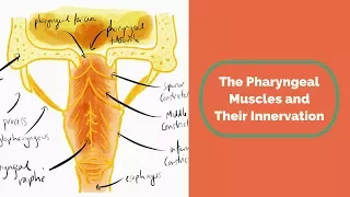 The Pharyngeal Muscles and Their Innervation