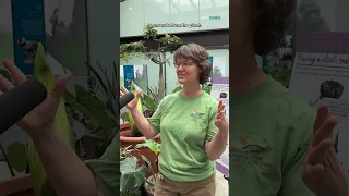 Plan your trip: This corpse flower in St. Paul is about to bloom!