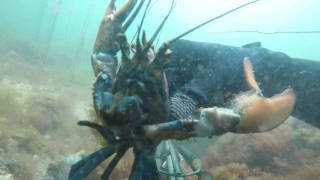 Close up of lobster with blue legs