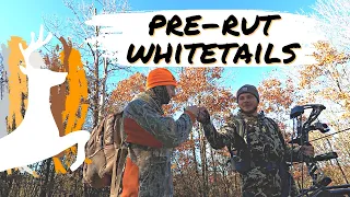 Pre-Rut Whitetail Deer Hunting Ohio! (Bucks Fighting)