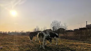 🔴Выводим Быков Гулять