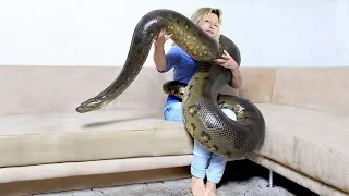 GIANT ANACONDA!...Meet Anaconda Named Medusa