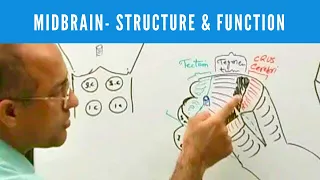 Midbrain | Structure and Function | Neuroanatomy