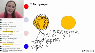 Индивидуальное развитие. Эмбриональный период, основные этапы | Подготовка к ЕГЭ по Биологии