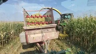 Chopping Corn Silage for Our Cattle