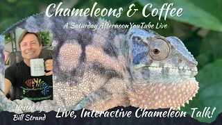 Chameleon LIVE Talk!