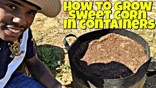 HOW TO GROW YOUR OWN CORN IN CONTAINERS | SWEET CORN GROWN IN CONTAINERS