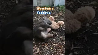 Wombat Fights with Teddy Bear: Who Wins? #shorts