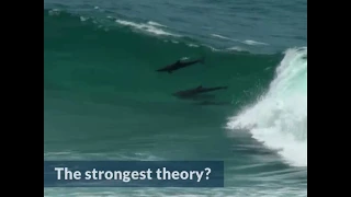 Why Do Dolphins Bow Ride? | Azula