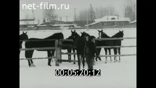 1983г. Пермский конезавод