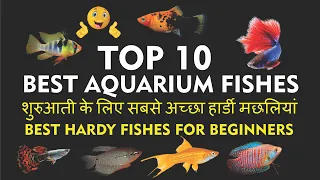 Top 10 Best Hardy & Popular Aquarium Fishes for beginners