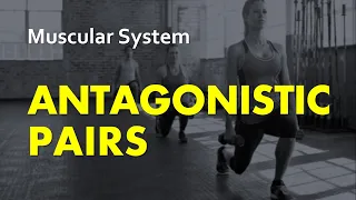 Antagonistic Pairs | Muscular System 03 | Anatomy & Physiology