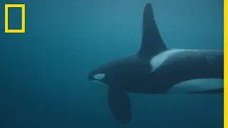 L'orque, un chasseur très patient