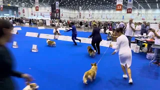 WORLD DOG SHOW 2023 GENEVA - Pembroke Welsh Corgi Best of Breed (Winner Dalbong from Philippines)