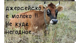 Джерсейское молоко !!! не куда негодное ?!