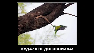 Веселые картинки. Самые смешные птицы. Приколы про птичек.