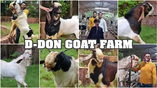 A Huge Collection of Kota Anduls with Mammoo at D-Don Goat Farm, Padgha