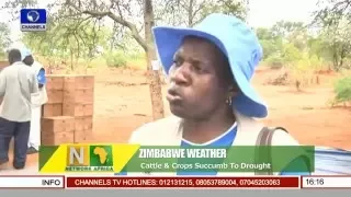 Network Africa: Drought Bites Harder In Zimbabwe