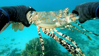 CRAYFISH DIVING AUSTRALIA 2019 lobster season