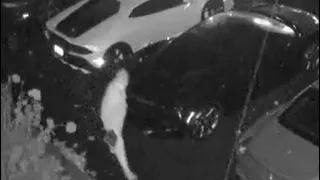 On camera: 2 Lamborghinis stolen from Mass. dealership