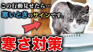 【猫の寒さ対策 完全ガイド】コレ知っておくだけで病気のリスクが激減します！