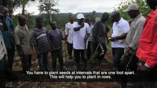 MAIZE PLANTING TIPS