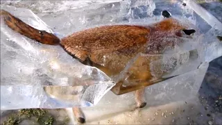 Top 6 schockierende eingefrorene Tiere im Eis