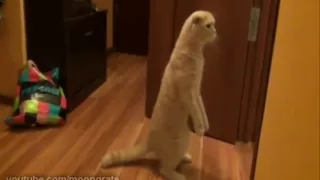 A Very Curious Cat! || Ну ооочень любопытный кот!=))