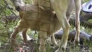 Baby Goat, Kid, Nursing off of Nanny Goat