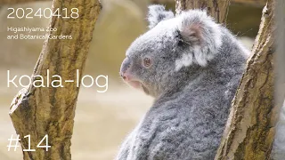 [koala-log] コアラログ #14 東山動植物園 240418 🐨