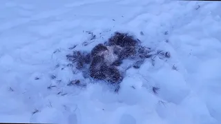 Охота на волка..Волки сьели лося. Работа, которая за кадром🐾❄🌲🫎🐺🐺🐺