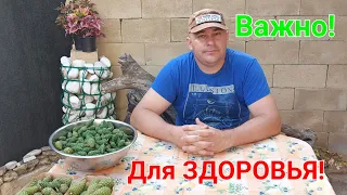 Сосновые шишки. Варенье и настойка. Целебные свойства. Кашель не мучает. Варенье из шишек #зоотроп