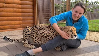 Sly and affectionate Cheetah Gerda