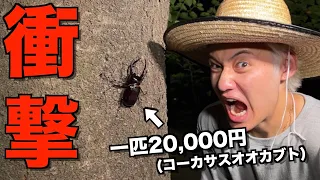 【男のロマン】深夜の公園に高級カブトムシ大量発生でひゅうが少年が覚醒しましたwwwww