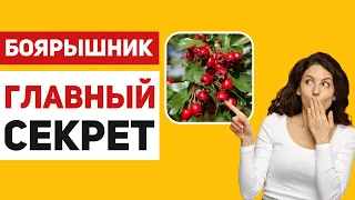 Боярышник – ягода для сердца, сосудов, кишечника и не только