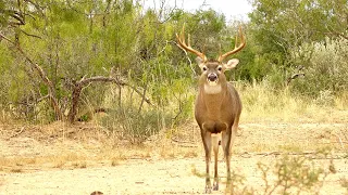 Hunting Ten Point Bucks with TenPoint Crossbows