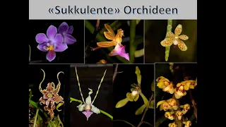 Sukkulente Orchideen