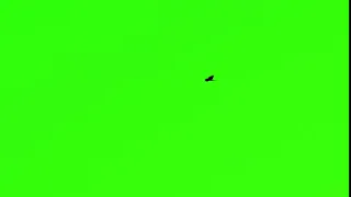 bird flying chroma key  Green Screen | Video Stocks