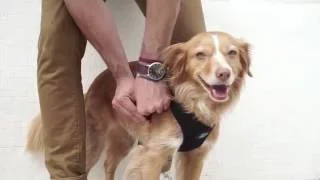 How to put on a Mesh Dog Harness