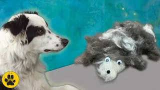 Border Collie Shedding - The Uncombed Truth!