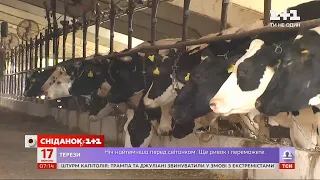 Виробництво молока в Україні зменшується — Економічні новини