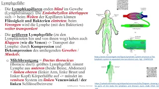 Gefäße 2: Lymphgefäßsystem; Erkrankungen mit Beteiligung der Lymphknoten