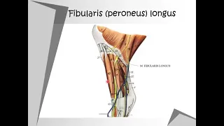 Anatomi topografi: Regio cruris et pedis