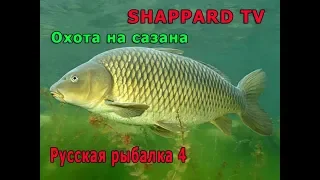 Русская рыбалка 4 🌎Охота на сазана🐠РОЗЫГРЫШИ НАЖИВОК И БЛЕСЕН🔥