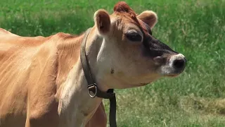 Stratford Symphony Orchestra | Cows & Classics Concert | Visit to a Dairy Farm