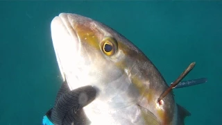 Amberjack terror 30/4/15, Spearfishing in Israel