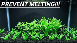 How to Minimize or Prevent Aquarium Plant Melt - 5 Tips!