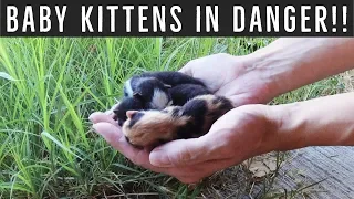 Urgent action! Feral mom gave birth to 4 kittens